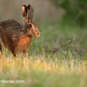 Brown Hare out of the shade into the sunset. July Suffolk. Lepus europaeus