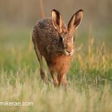 Brown Hare forward sunset run. July Suffolk. Lepus europaeus