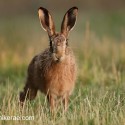 Brown Hare what way now at sunset. July Suffolk. Lepus europaeus