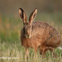 Brown Hare on the turn at sunset. July Suffolk. Lepus europaeus