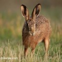 Brown Hare up right turn at sunset. July Suffolk. Lepus europaeus