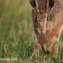 Brown Hare too close at sunset. July Suffolk. Lepus europaeus