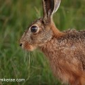 Brown Hare still and close at sunset. July Suffolk. Lepus europaeus
