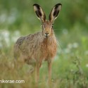 Brown Hare standing at sun rise. July Suffolk. Lepus europaeus