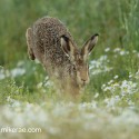 Brown Hare landing in daisies at sun rise. July Suffolk. Lepus europaeus