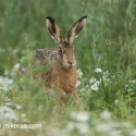 Brown Hare coming through daisies at sun rise. July Suffolk. Lepus europaeus