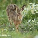 Brown Hare running through daisies at sun rise. July Suffolk. Lepus europaeus