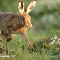 Brown Hare jumping into the sun rise. July Suffolk. Lepus europaeus