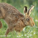 Brown Hare landing close at sun rise. July Suffolk. Lepus europaeus