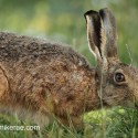 Brown Hare intimate eating at sun rise. July Suffolk. Lepus europaeus