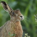 Brown Hare thinking at sun rise. July Suffolk. Lepus europaeus