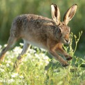 Brown Hare jumping out of daisies at sun rise. July Suffolk. Lepus europaeus