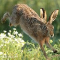 Brown Hare landing out of daisies at sun rise. July Suffolk. Lepus europaeus