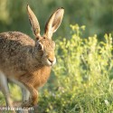 Brown Hare intimate run by at sun rise. July Suffolk. Lepus europaeus