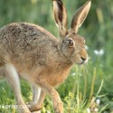 Brown Hare intimate jog by at sun rise. July Suffolk. Lepus europaeus