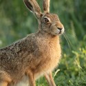Brown Hare sitting close at sun rise. July Suffolk. Lepus europaeus