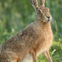 Brown Hare sitting very close at sun rise. July Suffolk. Lepus europaeus