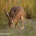 Brown Hare paused at sunset. July Suffolk. Lepus europaeus