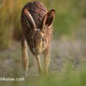 Brown Hare running close in soft sunset light . July Suffolk. Lepus europaeus