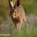 Brown Hare running by close in soft sunset light . July Suffolk. Lepus europaeus