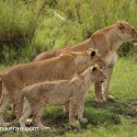 Lions three generations. Serengeti. Panthera leo