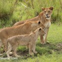 Lion and two generations. Serengeti. Panthera leo