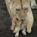 Lion picking up cub.Ndutu. Panthera leo