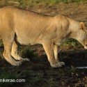 Nursing Lion drinking at dawn. Ndutu. Panthera leo