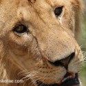 Lion with eye flies. Ndutu. Panthera leo