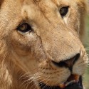 Lion portrait with eye flies. Ndutu. Panthera leo