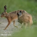Brown hare pair sitting and walking. Lepus europaeus