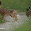 Brown hare pair eating and washing. Lepus europaeus