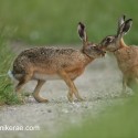 Brown hare pair close. Lepus europaeus