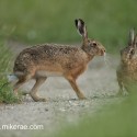Brown hare pair standing sitting low. Lepus europaeus