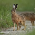 Brown hare pair forward and back. Lepus europaeus