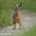 Brown hare having a private moment. Lepus europaeus