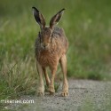Brown hare coming forward at dusk. Lepus europaeus