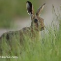 Brown hare sitting behind grass at dusk. Lepus europaeus