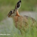 Brown hare sitting and looking behind grass at dusk. Lepus europaeus
