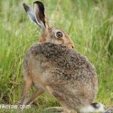 Brown hare sitting and looking back at dusk. Lepus europaeus