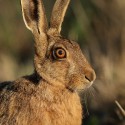 Brown Hare over shoulder glance at dawn. July Suffolk. Lepus europaeus