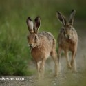 Brown Hare pair twilight action. July Suffolk. Lepus europaeus