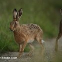 Brown Hare pair at twilight . July Suffolk. Lepus europaeus