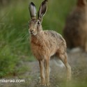 Brown Hare standing alert at twilight . July Suffolk. Lepus europaeus