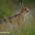 Brown Hare pair back and forward at twilight . July Suffolk. Lepus europaeus