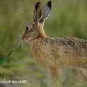 Brown Hare eating at twilight . July Suffolk. Lepus europaeus