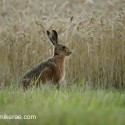 Brown Hare sitting by field at twilight . July Suffolk. Lepus europaeus