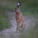 Brown Hare tall at night fall. August Suffolk. Lepus europaeus