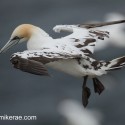 Young Gannet closeflying lesson at Troup Head. Morus bassanus