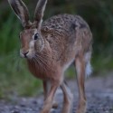 Brown Hare forward at night fall. August Suffolk. Lepus europaeus